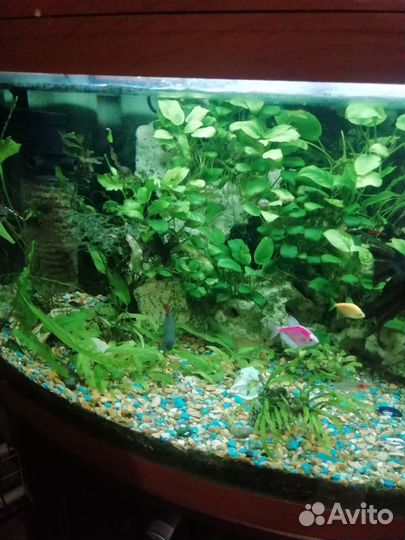 Аквариум около 200литров