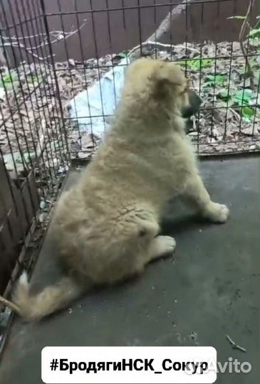 Щенки в хорошие руки 1,5 мес