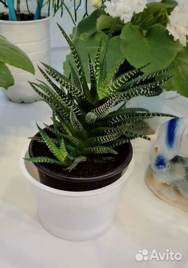 Хавортия полосатая