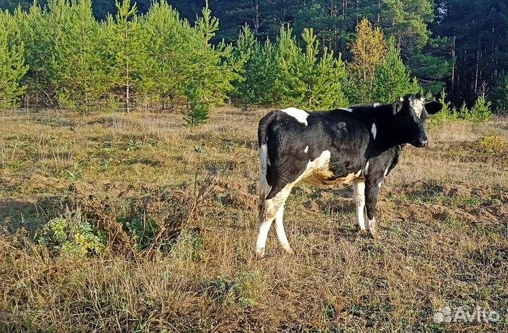 Телка на племя