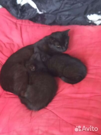 Шикарная дворовая порода отдам