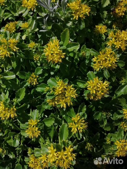 Цветы многолетники