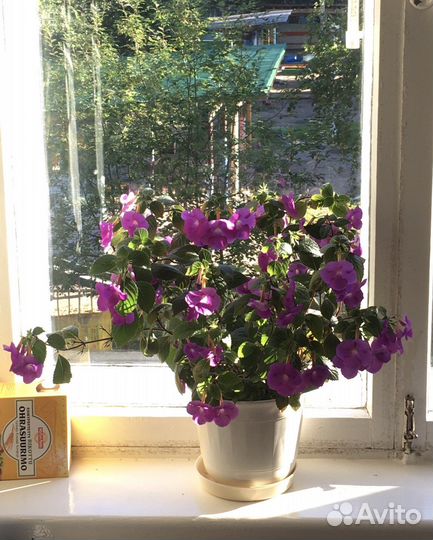 Цветы комнатные