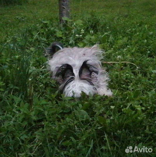 Вязка китайская хохлатая