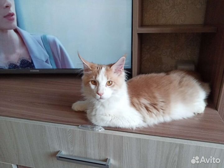 Мейн-кун котик Марсель
