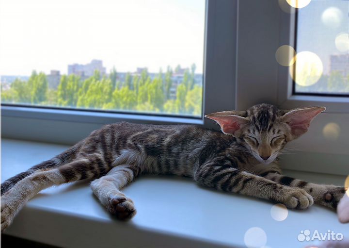 Ориентальные котята