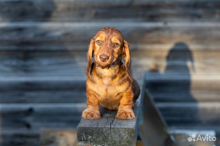 Щенок таксы миниатюрной жесткошерстной, кобель