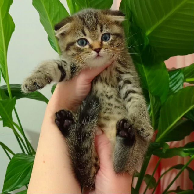 Шотландский вислоухий короткошёрстный котёнок