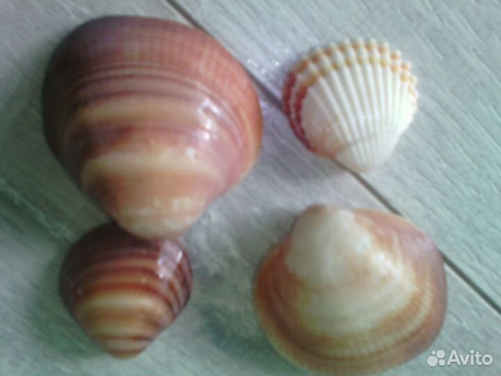 Ракушки разные красивые Средиземноморские