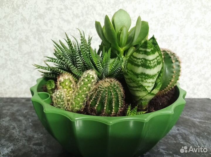 Комнатные домашние растения