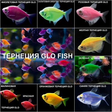 Тернеция гло стайная рыбка