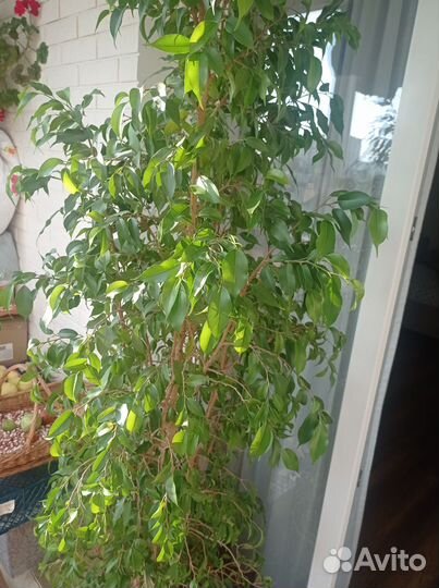 Фикус бенджамина большой 190 см