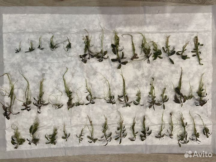 Буцефаландры