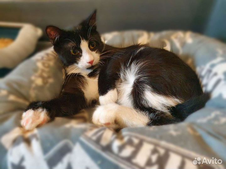 Скромный котенок