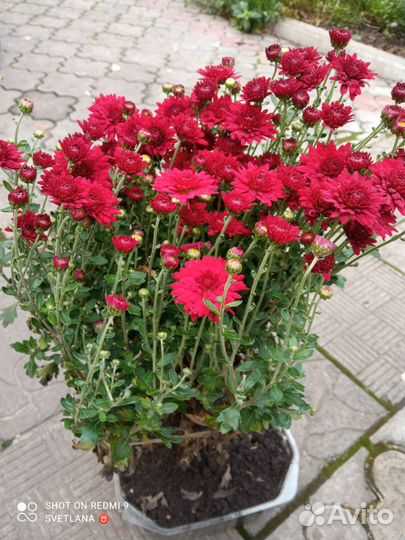 Хризантемы многолетние