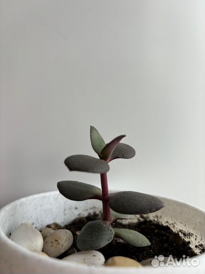 Толстянка денежное дерево крассула