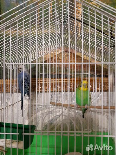 Волнистый попугай