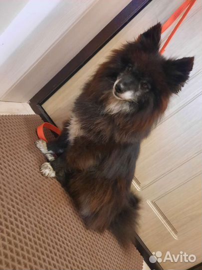 Щпиц(помесь)