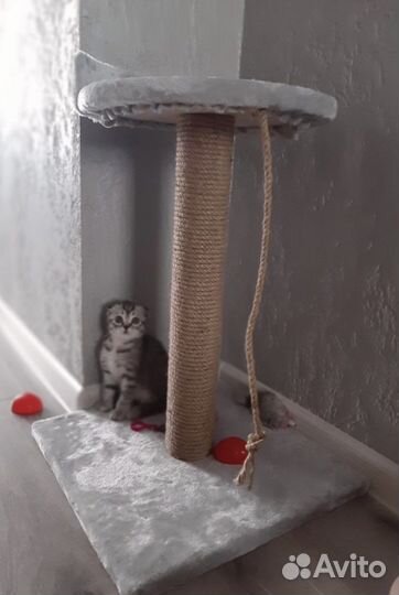 Новая когтеточка для кошек и собак, лежанка