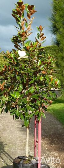 Магнолия на штамбе