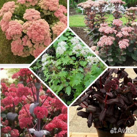 Седум и очитки редкие