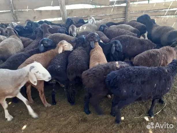 Овцы,бараны
