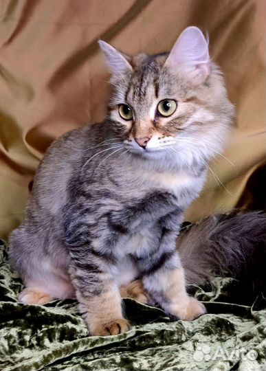 Красота ищет маму