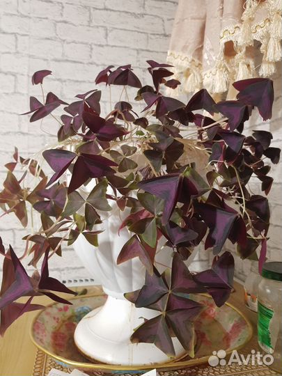 Комнатные цветы