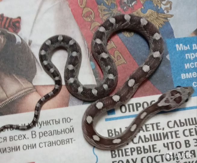 Змея Маисовый полоз