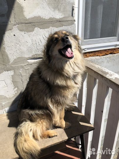 Собака в добрые руки отдам бесплатно