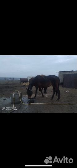 Лошадь