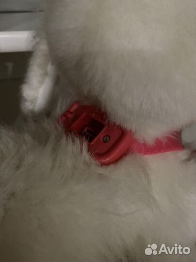 Собака на пульте управление