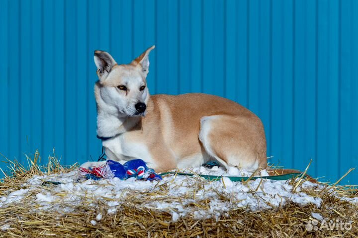 Собака Трейси