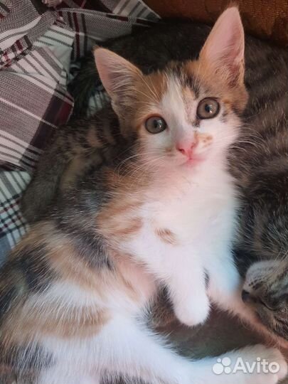 Кошки в добрые руки бесплатно