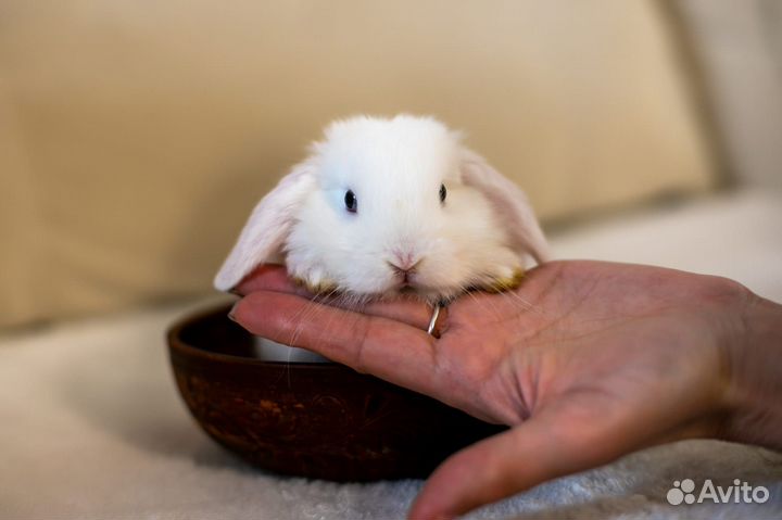 Декоративные вислоухие крольчата