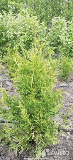 Туя колоновидная