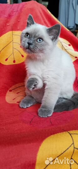 Котёнок, девочка