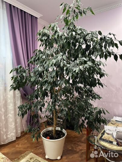 Фикус Бенджамина