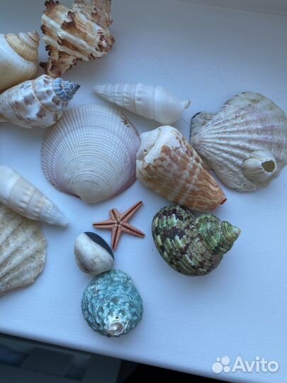 Ракушки морские для аквариума