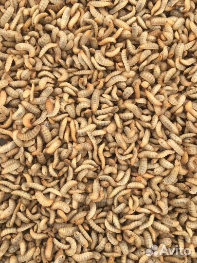 Личинка Черной львинка замороженная