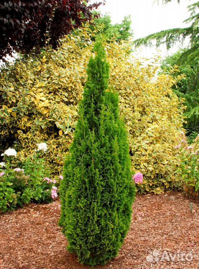 Туя екстра класса