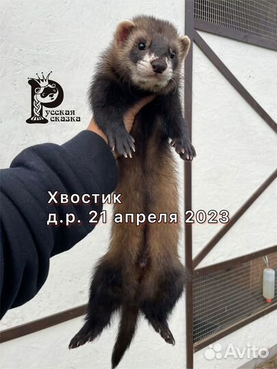 Щенок хорька из питомника