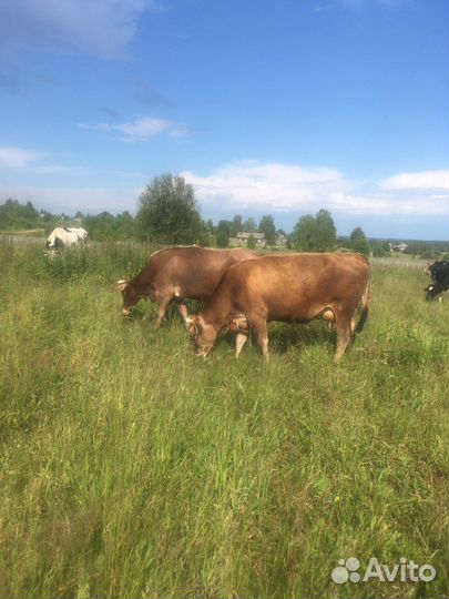 Корова джерси