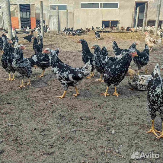 Куры молодки несушки Ливенские Черно-Пестрые