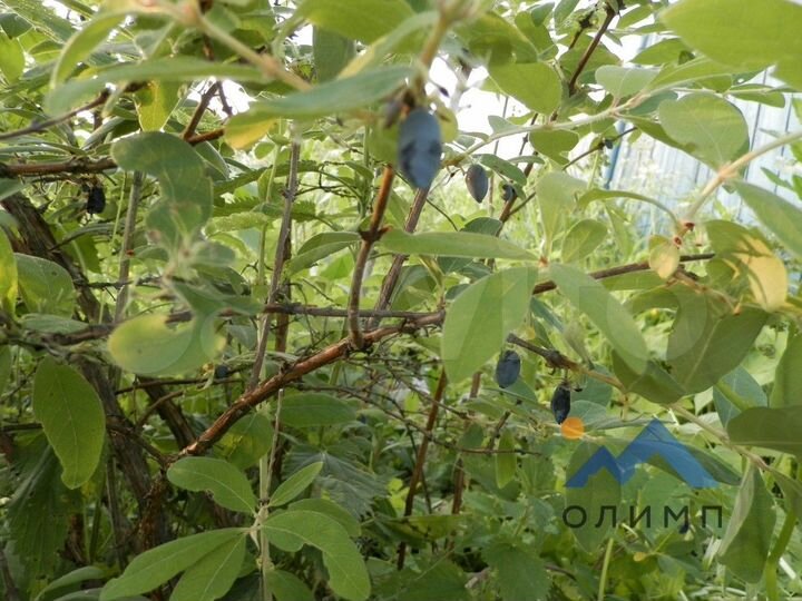 Дом 27,3 м² на участке 22 сот.