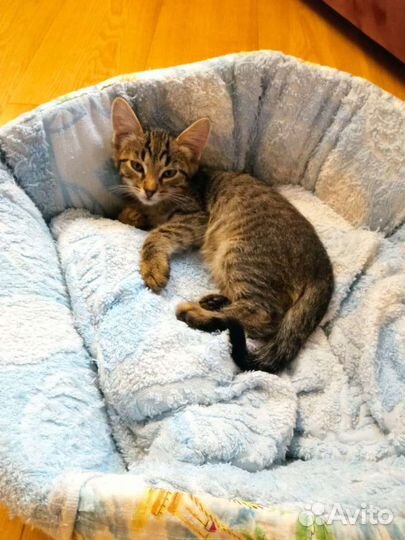 Котенок мальчик в добрые руки