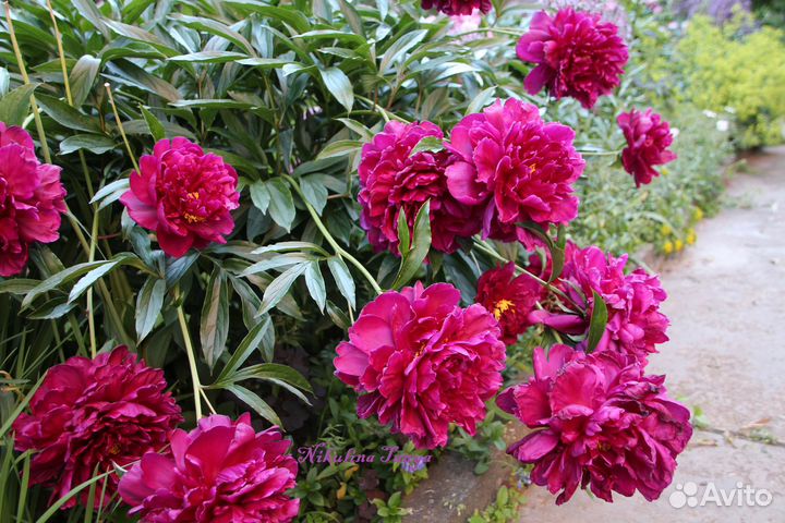 Корни, деленки пиона 