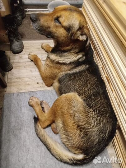 Найдена собака