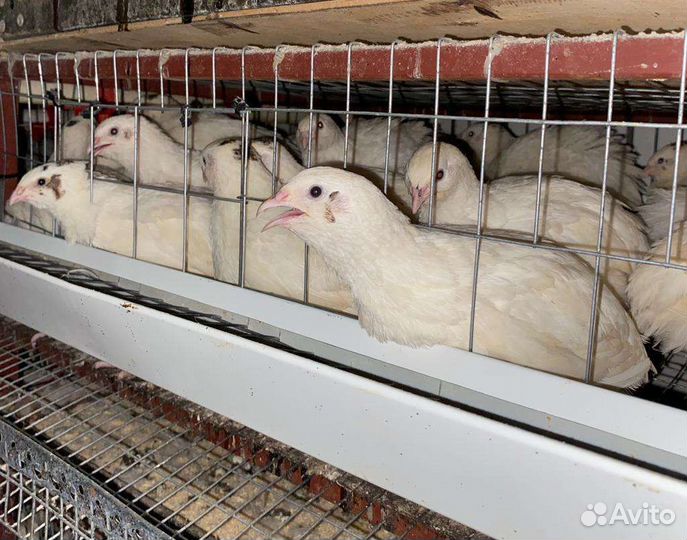 Белый перепел тяжелый кросс