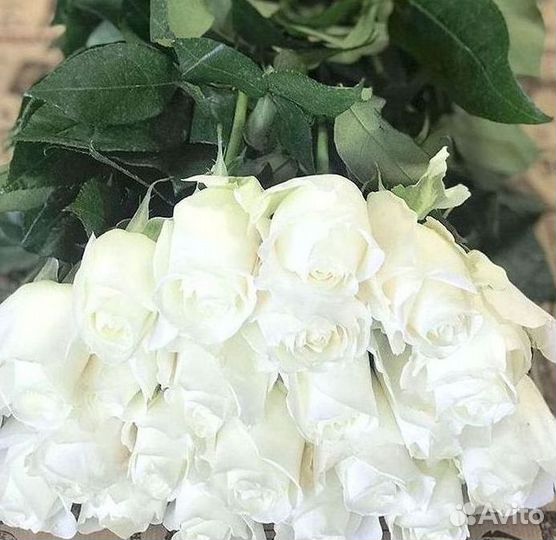 Розы Цветы Букеты 25 51 151 201 101 301 501 опт